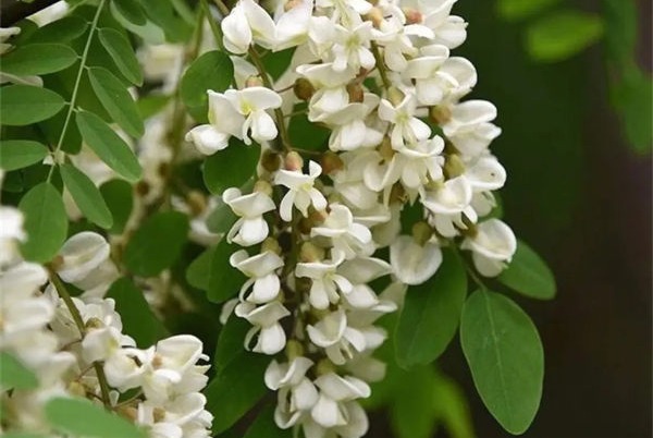 Sophora Japonica Extract